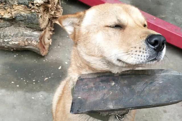 主人问柴犬知不知道错了,小柴犬一副视死如归的模样,闭着眼睛,也不