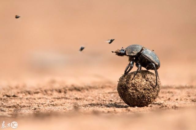 屎壳郎推粪的过程 最后跌倒了