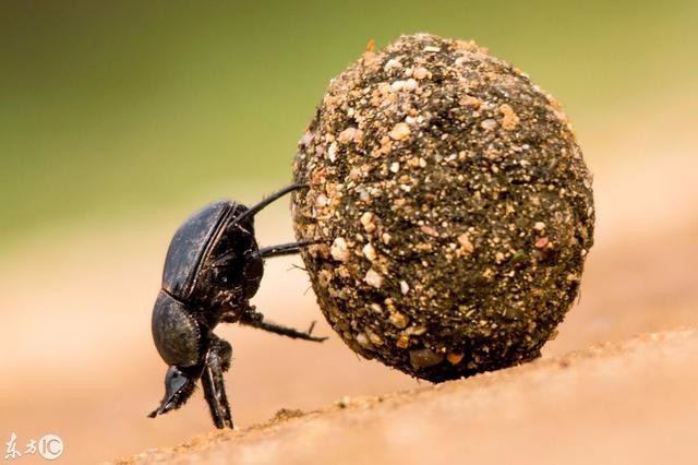 屎壳郎推粪的过程 最后跌倒了