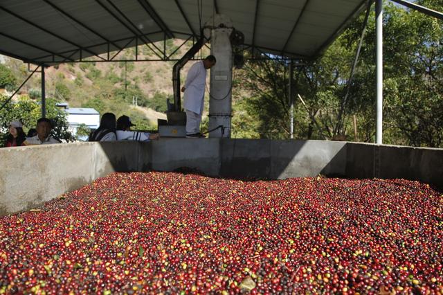深入云南保山咖啡产地,为你揭秘猫屎咖啡背后的真相