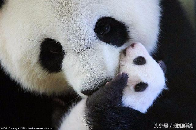 超萌瞬间!熊猫宝宝在妈妈怀里撒娇吐舌头!