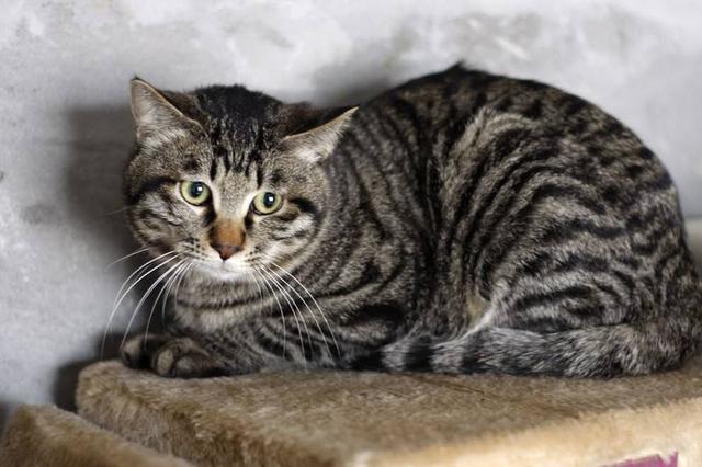 中国本土唯一的狸花猫,一辈子只认一个主人