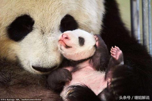超萌瞬间!熊猫宝宝在妈妈怀里撒娇吐舌头!
