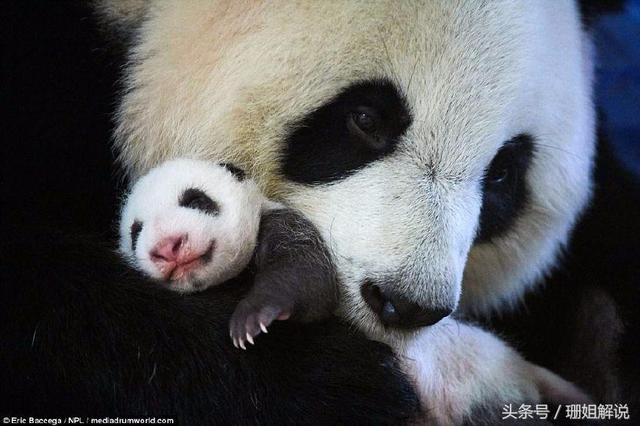 超萌瞬间!熊猫宝宝在妈妈怀里撒娇吐舌头!