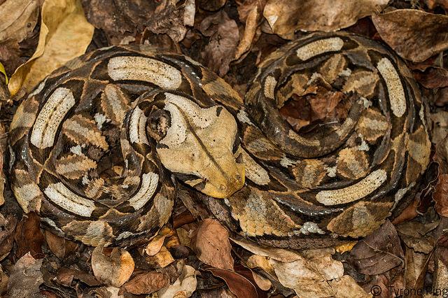 外网热议"隐形动物"照片, 这些绝对是动物界躲猫猫冠军