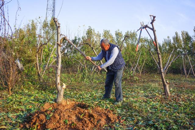农民刨树刨出3600年前宝物,专家鉴定价值极高,上交获300!