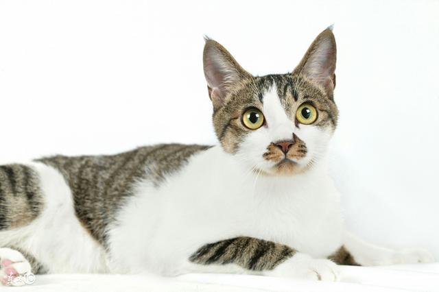 猫有认路能力吗?如果在外面丢了是它不想回家