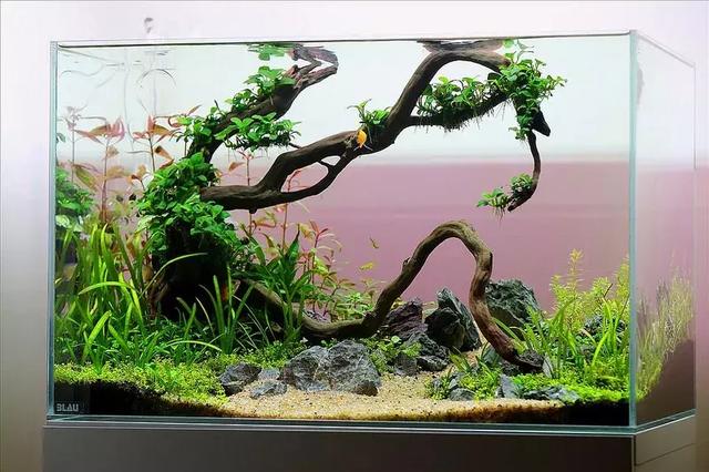 家居水景丨一款简单的60缸造景过程