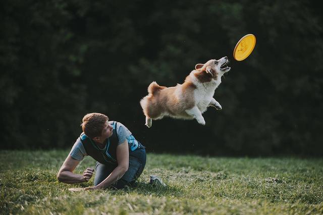 俄罗斯柯基飞盘狗艾尔卡和主人的默契配合