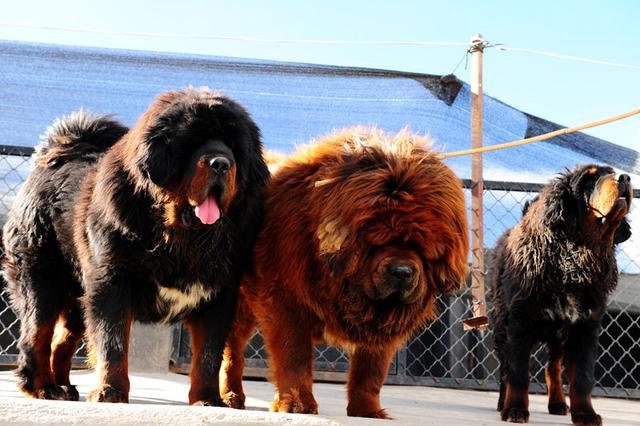 可以和虎狼搏斗,原产于中国青藏高原,是一种高大,凶猛,垂耳的猛犬