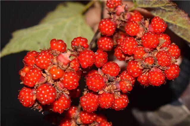 80后农村孩子不多的水果之一,小时候为了摘它可吃了不少苦