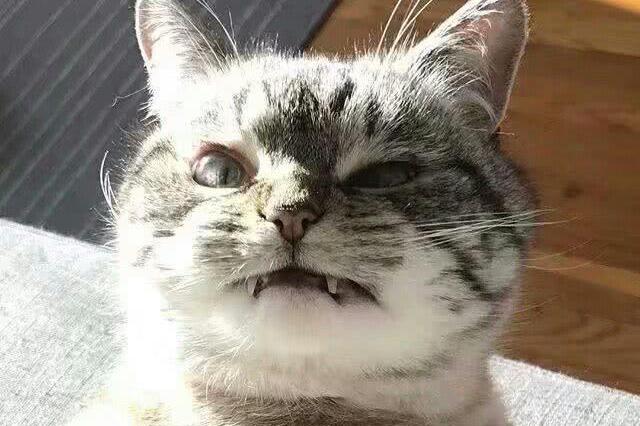 小猫咪长大后变异,长了一副獠牙,真的是凶起来没谁了!