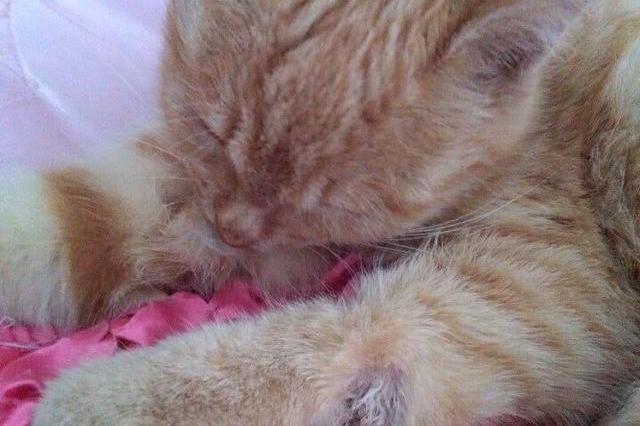 小猫咪打架受伤,独自躺在床上舔舐伤口,样子太让人心疼!