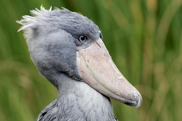 世界上头最大最猛的水禽以不会动出名也是鳄鱼的天敌