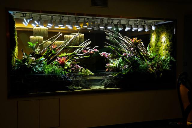 8米双面雨林缸成景图欣赏