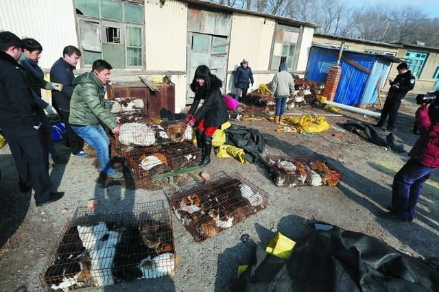 据小编了解,这些猫经过屠宰,皮肉都可出售.