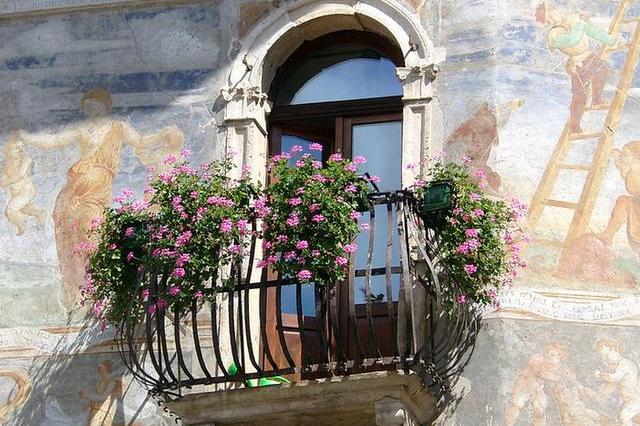 阳台种上这5种花,赛过大花园,外国人来了也羡慕!