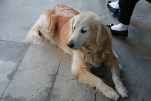 15岁高龄老金毛,为了等小主人,硬坚持到寒假,第二天就走了