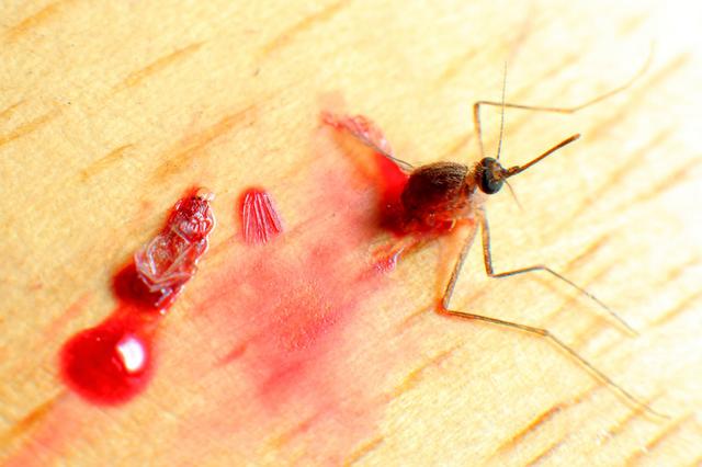 应用佳能相机超微距怒拍吸满血的蚊子