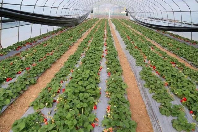 去富樂山下大棚體驗網紅草莓,絲滑香甜宛如巧克力!關鍵還能帶走