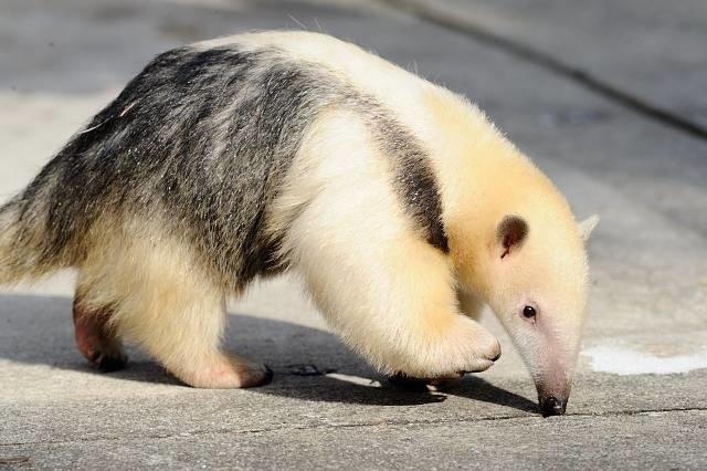 身穿连体背带裤的食蚁兽亲子画风很暖网友太萌了