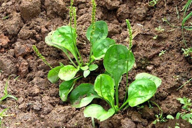 晚上熬夜经常上火记住农村这植物既降火还解毒