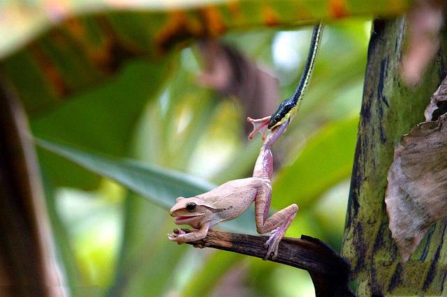 实拍:动物王国最精彩的捕食瞬间