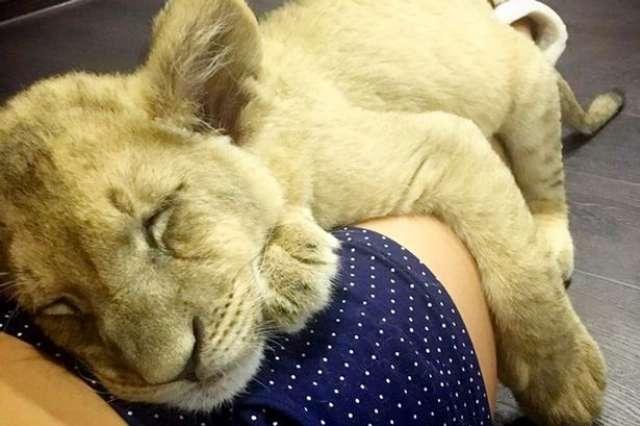 养狮子当宠物,它最爱看体育节目!