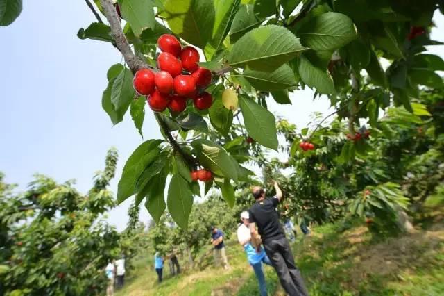 恩桃儿红了四川最全樱桃采摘地图看哪个离你最近