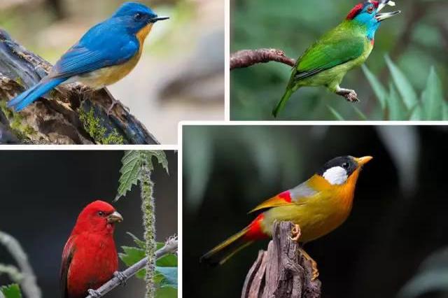 百鸟天堂—云南百花岭八天深度打鸟团