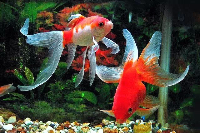 明日大年初六,送你88条发财鱼,祝你财源广进!年年有余!