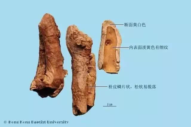 每天最少学一味中药—秦皮