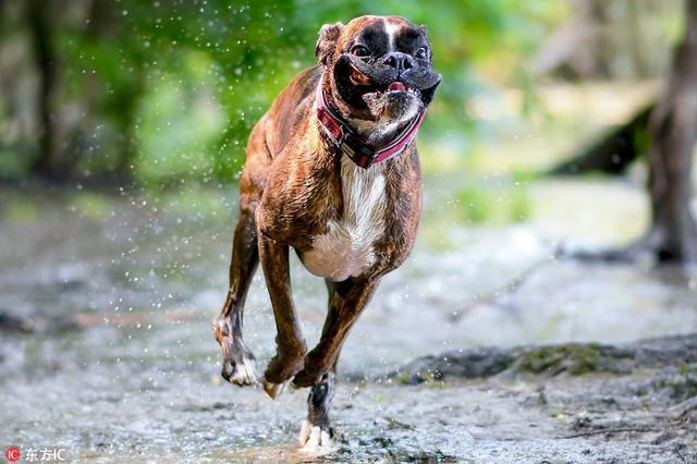 拳师犬活脱脱的一个搞笑的表情包浑身都是戏