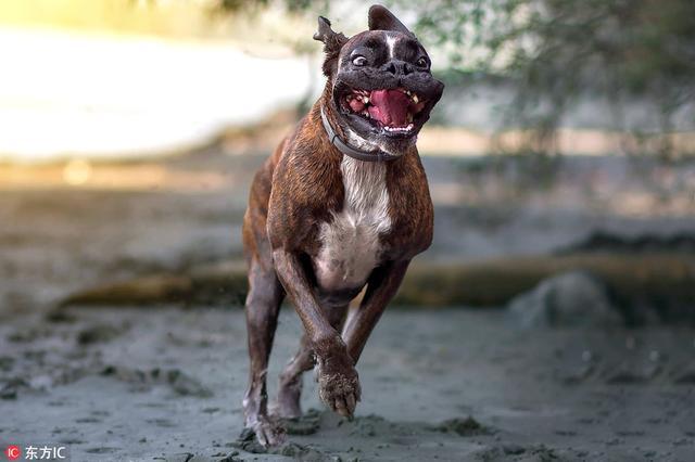 拳师犬活脱脱的一个搞笑的表情包浑身都是戏