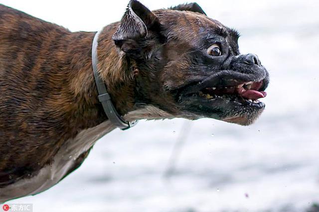 拳师犬活脱脱的一个搞笑的表情包浑身都是戏