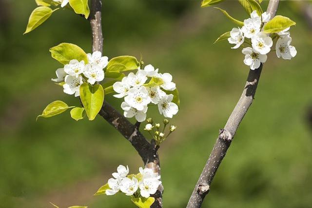 梨树栽培技术初果期不同结果枝组的培养与修剪