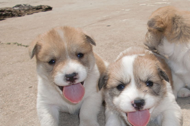 中华田园犬的颜值秀，美到不行，最后一张有亮点|田园|中华|土狗_新浪新闻