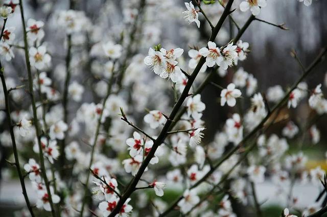三月，赏梅踏春正当时！|赏梅|梅花|品种_新浪新闻