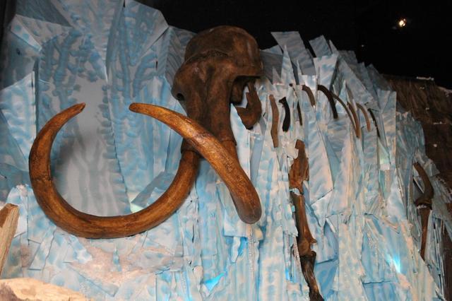 阿港文玩:猛犸象牙如何盘玩和保养,新手怎么盘