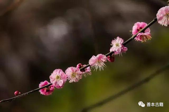 "三春:古时以农历正月为孟春,二月为仲春,三月为季春,简称"三春.