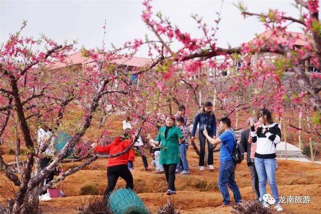 贛縣湖江鎮桃花島桃花還未開花小夥伴們不要跑空哦