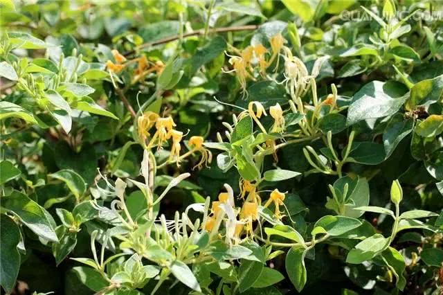 咽喉炎基本上是治一个好一个