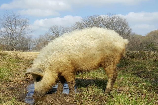 披着羊皮的猪,却是匈牙利的国宝!网友称其为"草泥猪"