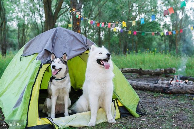 发现世界之美——带上狗狗去旅行,让你美的不要不要的!
