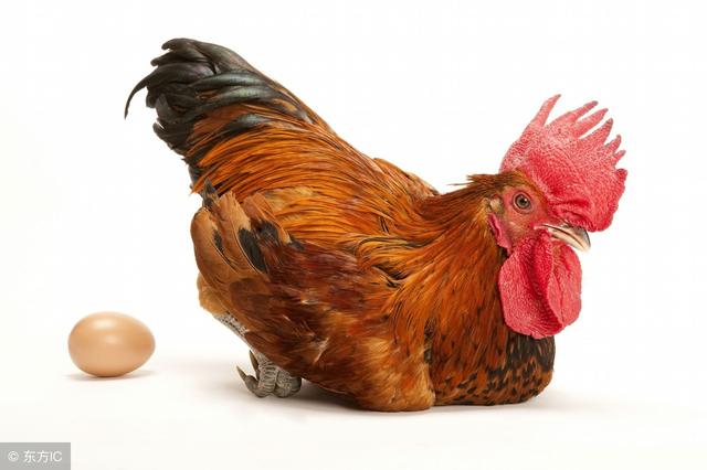 心理测试4只家养肥鸡你要买哪只测试出2018年你能赚多少钱