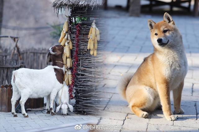 《向往的生活》第二季开录彭昱畅惊喜加盟,网友:想看张杰!