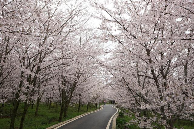 貴州平壩農場櫻花園世界最大櫻花基地面積達13萬畝近70萬株