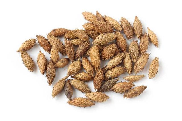 每日健康一刻:苍耳泡脚对症腰肌劳损 慢性鼻炎 咽喉肿痛