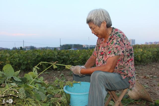 农村可以一次性补缴15年社保啦!农村户口的都