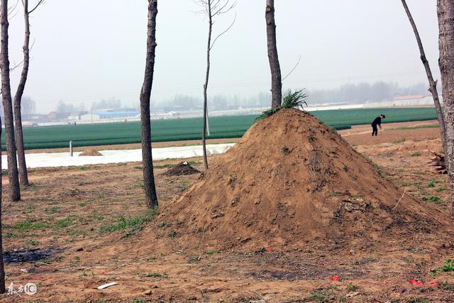 老太独居三十年,无儿无女,去世后一群流浪狗为她挖坟守灵